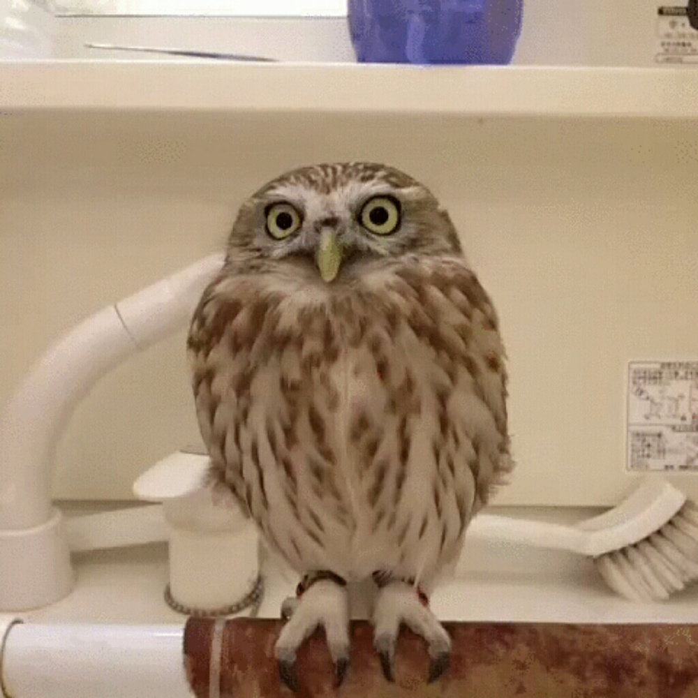 Meet your Posher, Shay